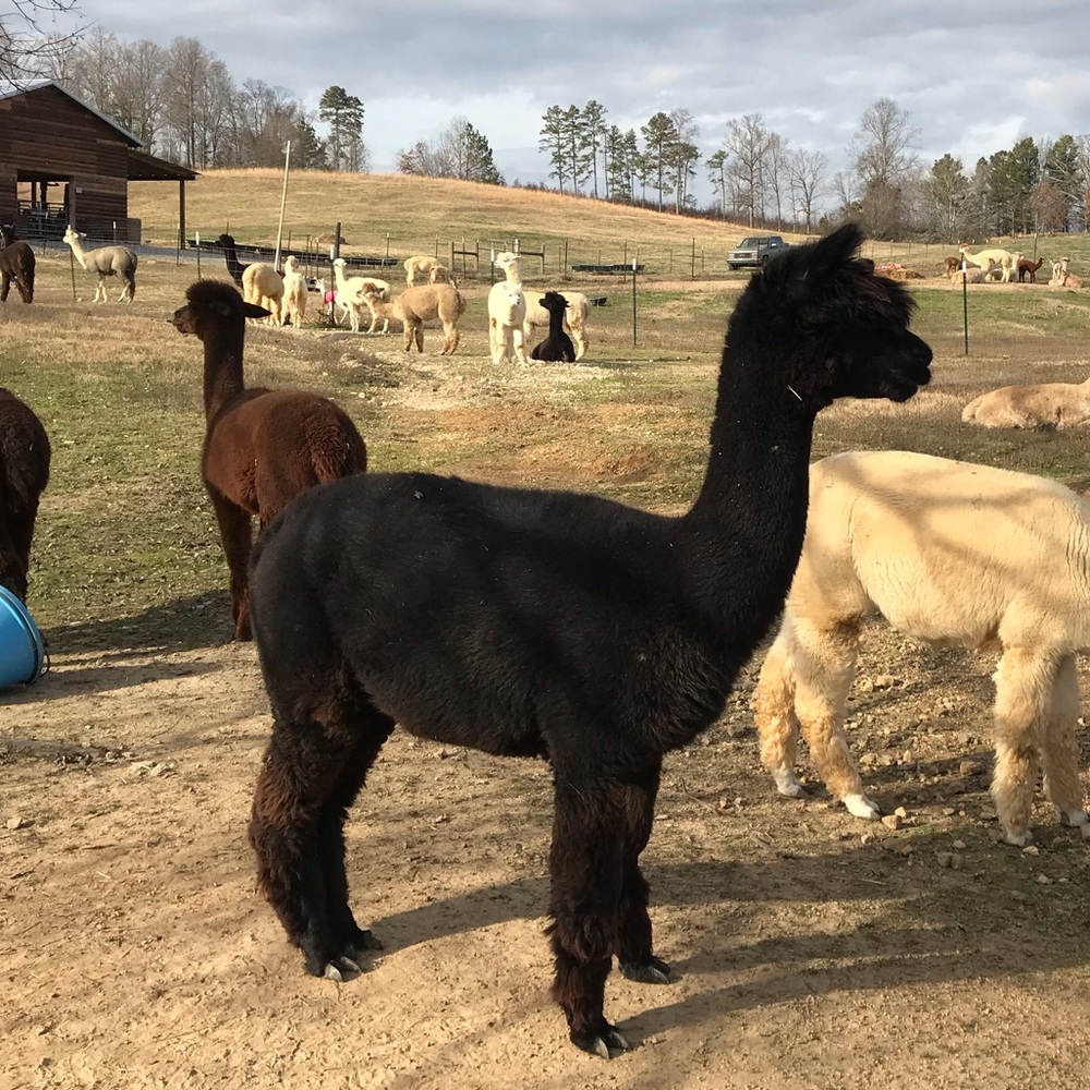 Meet your Posher, Stella